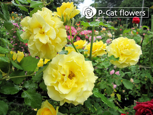 エバーゴールド Evergold