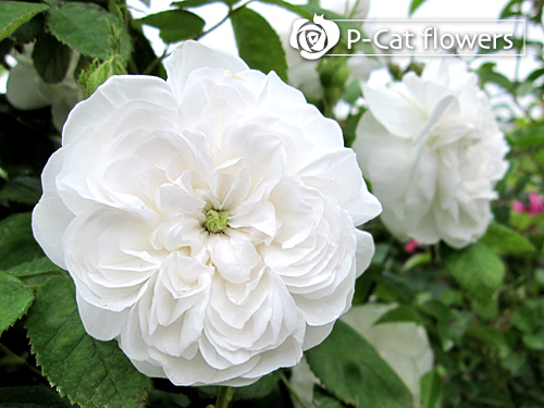 マダムアルディ Mme Hardy