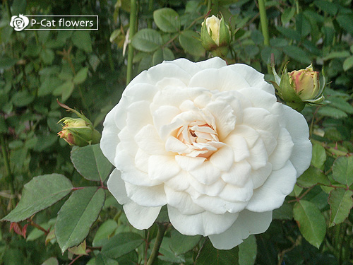 ソンブレイユ Sombreuil バラのフォトアルバム