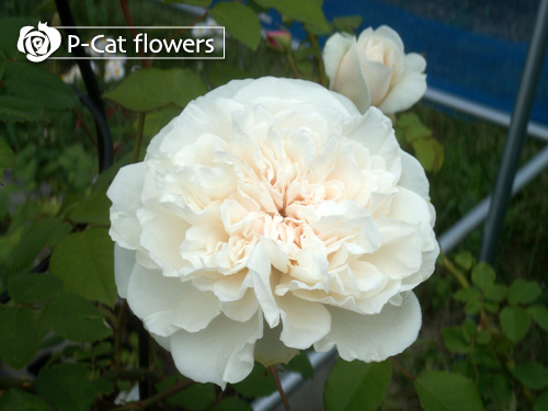 ソンブレイユ Sombreuil バラのフォトアルバム