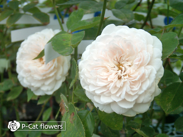 ソンブレイユ Sombreuil バラのフォトアルバム