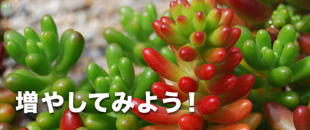 多肉植物を増やしてみよう!