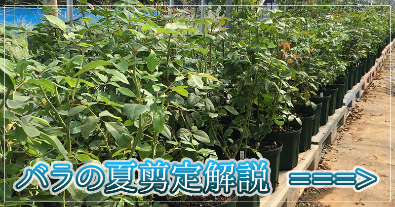 バラの夏剪定解説