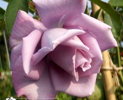 つるマダムヴィオレ Mme Violet Climbing ゆうきの園芸ショップ バラ苗のお店