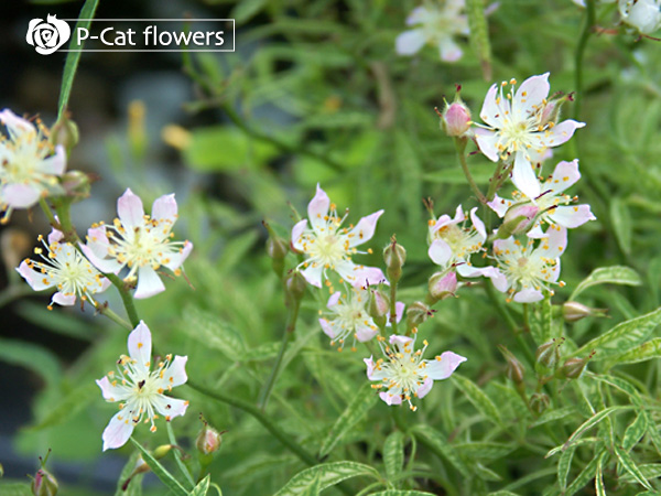 ショウノスケバラ Rosa multiflora watsoniana ｜ ゆうきの園芸 