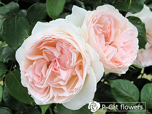 ソンブレイユ Sombreuil ゆうきの園芸ショップ バラ苗店