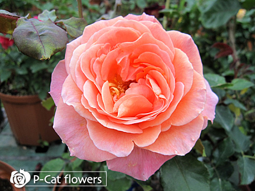 オードリーヘップバーン Audrey Hepburn ゆうきの園芸ショップ バラ苗店