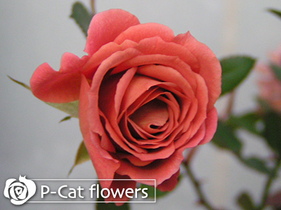 テディベア Teddy Bear ゆうきの園芸ショップ バラ苗のお店