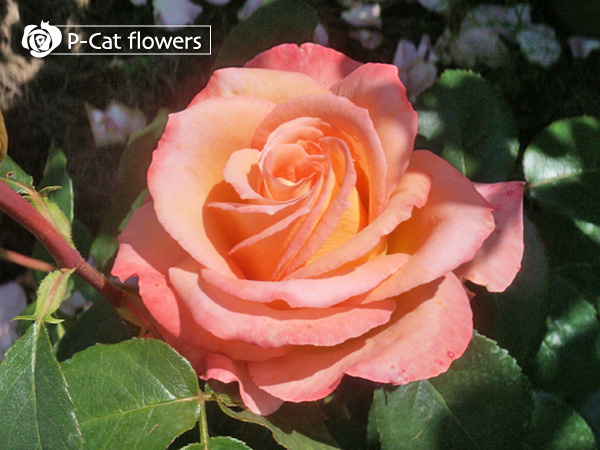 オードリーヘップバーン Audrey Hepburn ゆうきの園芸ショップ バラ苗店