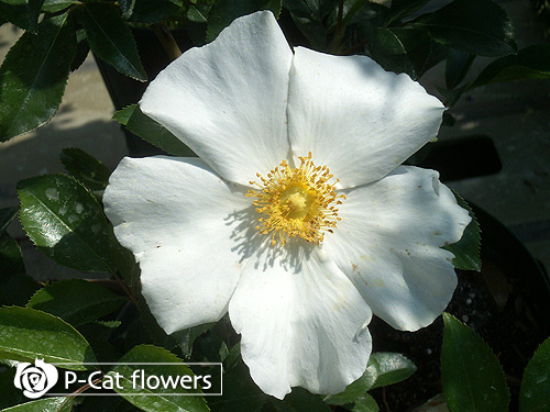 ブータンナニワイバラ Bhutan Naniwaibara ゆうきの園芸ショップ バラ苗のお店