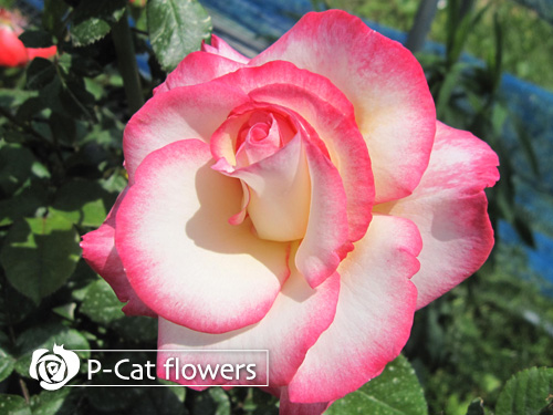 つるピンクサマースノー Pink Summer Snow Climbing ゆうきの園芸ショップ バラ苗店