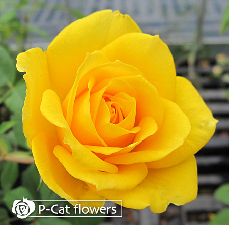 ヘンリー フォンダ ヘンリーフォンダ 薔薇