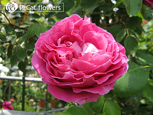 ラレーヌビクトリア La Reine Victoria ゆうきの園芸ショップ バラ苗店