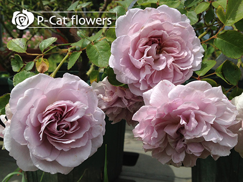 モナリザ Mona Lisa ゆうきの園芸ショップ バラ苗店