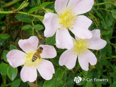 ロサカニナ Rosa Canina ゆうきの園芸ショップ バラ苗店