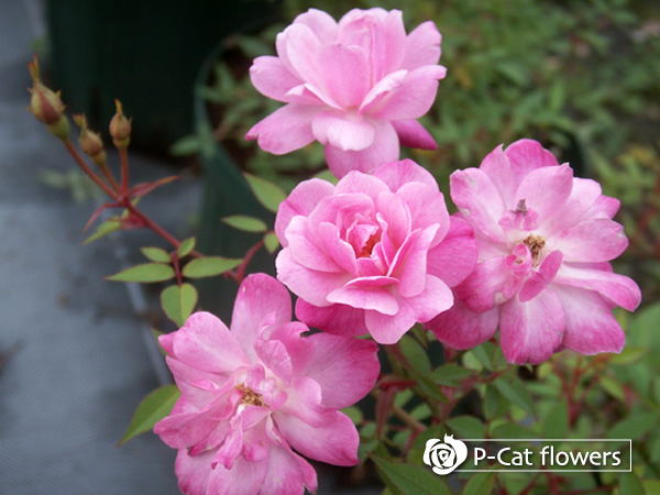 オードリーヘップバーン Audrey Hepburn ゆうきの園芸ショップ バラ苗店