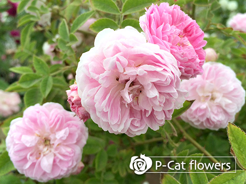 ローラダボー Laure Davoust ゆうきの園芸ショップ バラ苗のお店