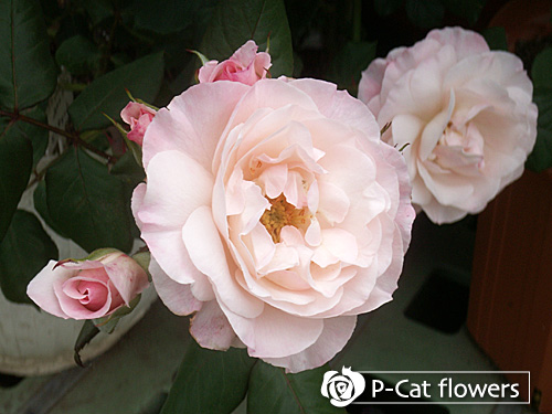 イングリッシュミス English Miss ゆうきの園芸ショップ バラ苗店