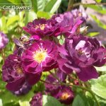ヴァイオレット Violette ヴァイオレット Violette