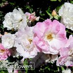 つるピンクサマースノー Pink Summer Snow Climbing つるピンクサマースノー Pink Summer Snow Climbing