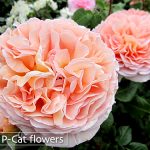 アブラハムダービー Abraham Darby アブラハムダービー Abraham Darby