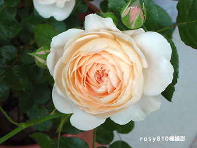 アンブリッジローズ　Ambridge Rose