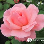クイーンエリザベス Queen Elizabeth クイーンエリザベス Queen Elizabeth