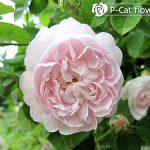 デュシェスドゥモンテベロ Duchesse de Montebello デュシェスドゥモンテベロ Duchesse de Montebello
