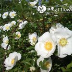 ナニワイバラ Rosa laevigata ナニワイバラ Rosa laevigata