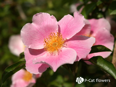 ハトヤバラ　Rosa laevigata rosea