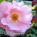 フラウジュリーポールセン Fru Julie Poulsen フラウジュリーポールセン Fru Julie Poulsen