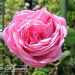 ロサケンティフォリアブラータ Rosa centifolia bullata ロサケンティフォリアブラータ Rosa centifolia bullata