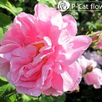 ローズドゥメ Rose de Mai ローズドゥメ Rose de Mai