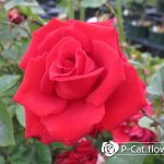 ローテローゼ Rote Rose ローテローゼ Rote Rose