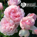 デュシェスドゥブラバン Duchesse de Brabant デュシェスドゥブラバン Duchesse de Brabant
