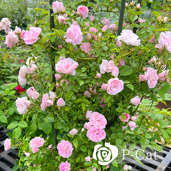 つるバラ苗 ユキコ バラ苗 ばら苗 薔薇苗 - 植物/観葉植物