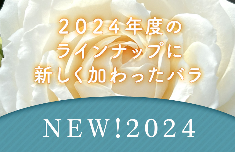 2024年度に新しく加わったバラ　ＮＥＷ！２０２４