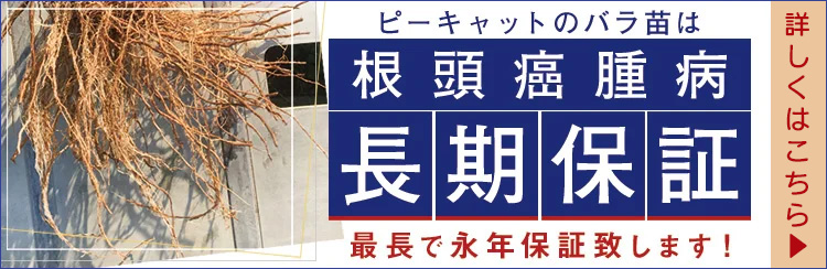 ピーキャットのバラ苗は根頭癌腫病潮位保証！最長で永年保証致します。詳しくはこちらをご確認ください。