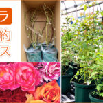 鉢バラのご予約サービス(有料) 鉢バラのご予約サービス(有料)