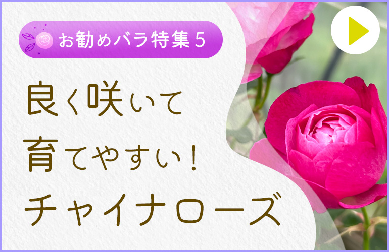 良く咲いて育てやすい！チャイナローズ