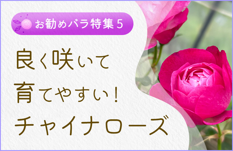 良く咲いて育てやすい！チャイナローズ