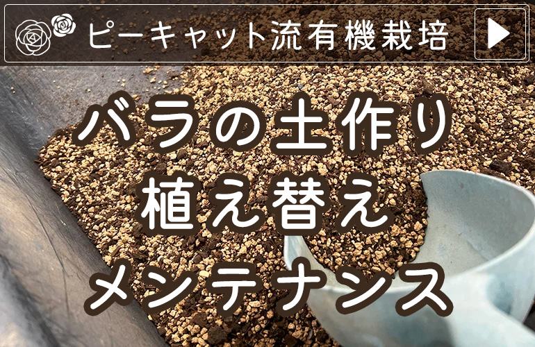 バラの植え替えメンテナンス