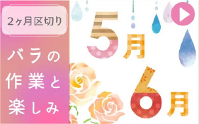 バラの作業５～６月