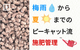 梅雨から夏までの施肥管理