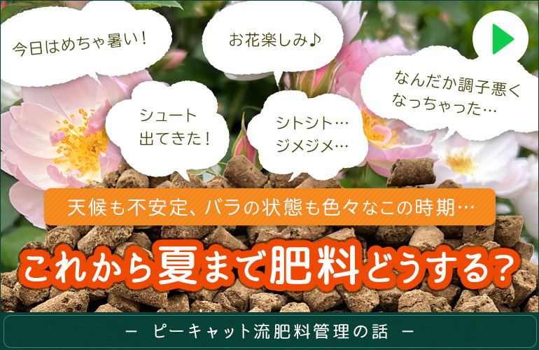 梅雨から夏までのピーキャット流施肥管理