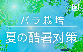 有機栽培でのバラの酷暑対策