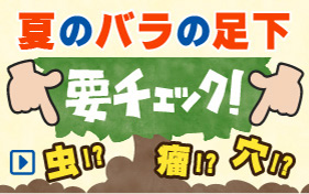 夏のバラのチェック