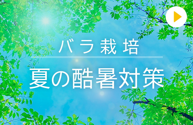 有機栽培でのバラの酷暑対策
