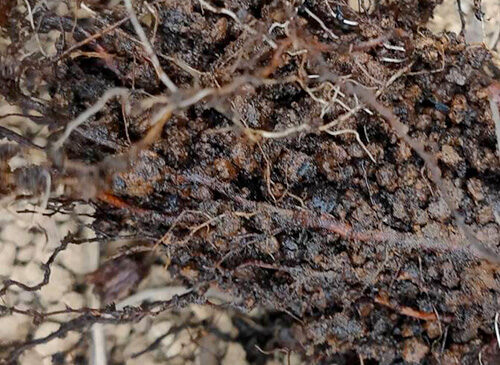 根腐れじゃないよ、根焼けだよ