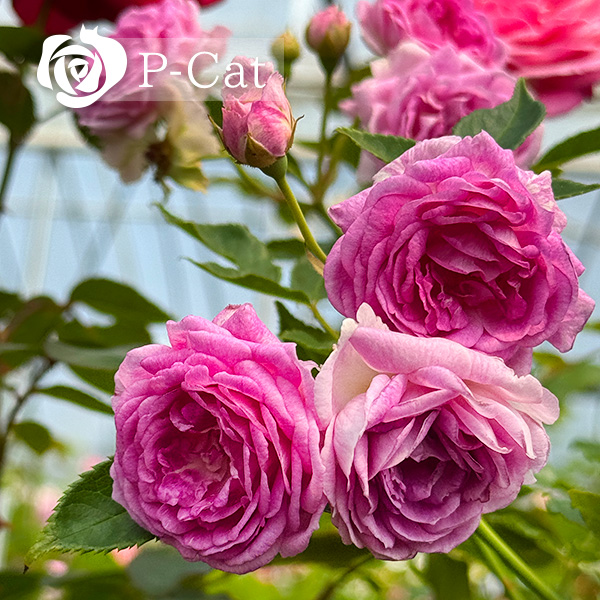 アントマギーズローズ　Aunt Margy’s Rose